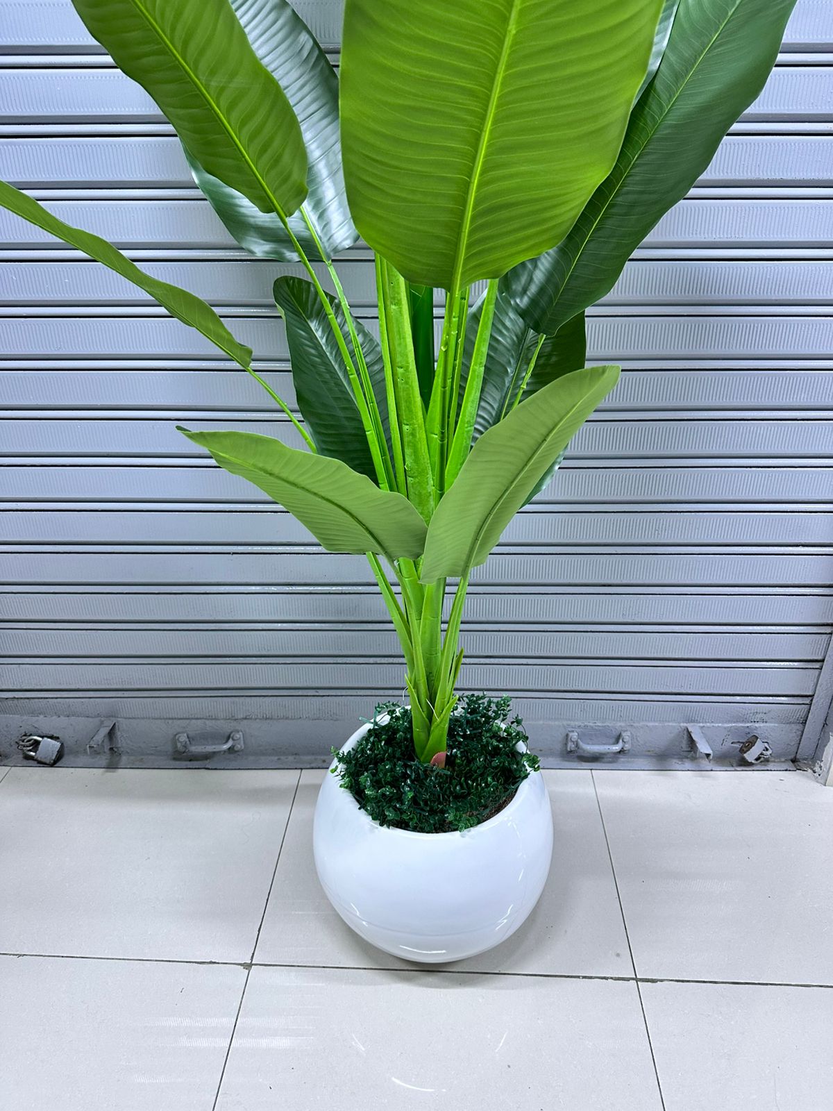 Planta viajera x 16 hojas | Maceta Circular de Fibra de vidrio | 200cm — Plantas Artificiales